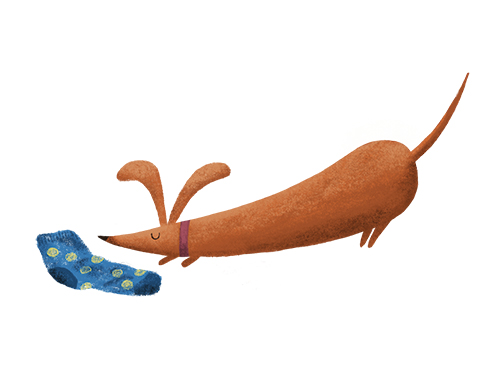 Dog and a sock